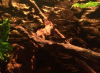 /album/fotogalerij/blauwe-tijgergarnalen-tak-jpeg/